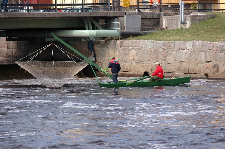 2005_0416_01.jpg - Norsfiske i hamnbassängen i Arboga