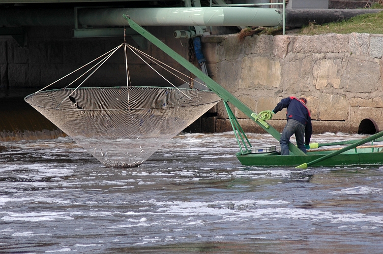 2005_0416_10.jpg - Norsfiske i hamnbassängen i Arboga