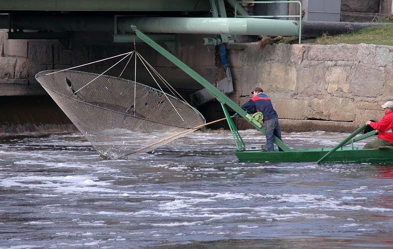 2005_0416_11.jpg - Norsfiske i hamnbassängen i Arboga