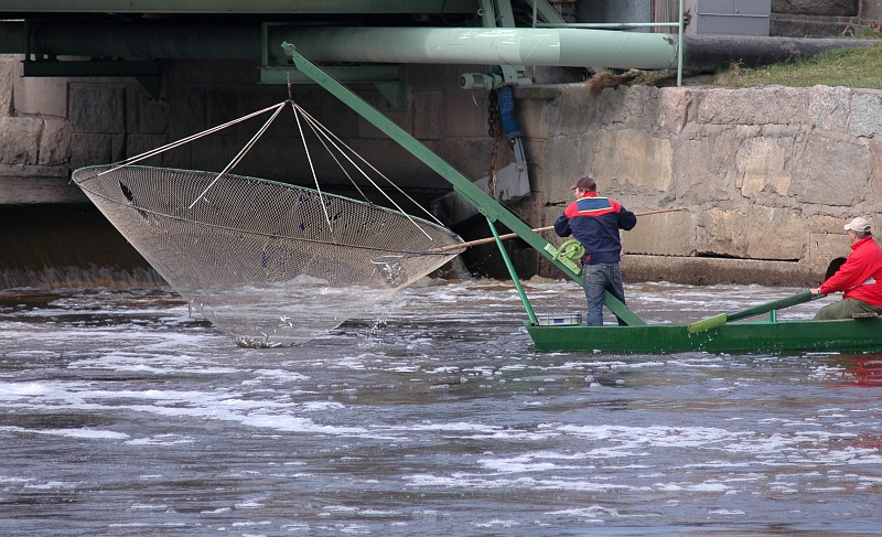 2005_0416_12.jpg - Norsfiske i hamnbassängen i Arboga