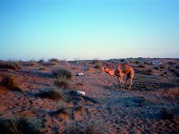 06  Kamel i skymning