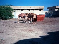 07  Kameler vittjar sopconteinern