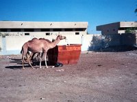 08  Mycket godis bland soporna