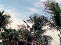badstrand026  Palmklädda stränder