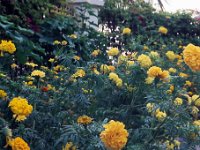 blommor002  Gula blommor