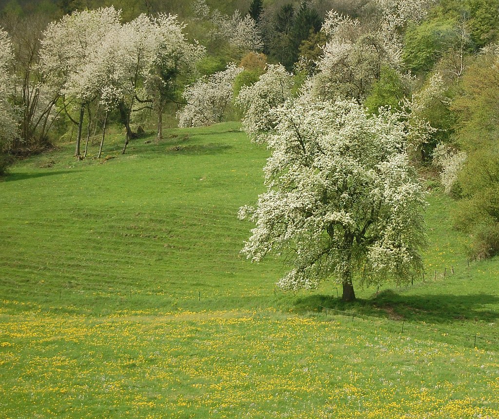 Basel Geneve Train 35
