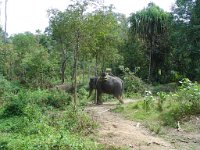 Elefantridning Kaho Sok 003