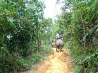 Elefantridning Kaho Sok 006