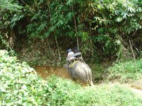 Elefantridning Kaho Sok 008