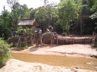 Elefantridning Kaho Sok 026