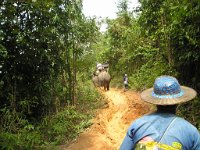 Elefantridning Kaho Sok 028