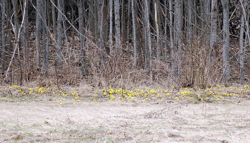 2011_0416_18.JPG - Tussilagon lyste gult i skogskanten borta i Stora Sundby
