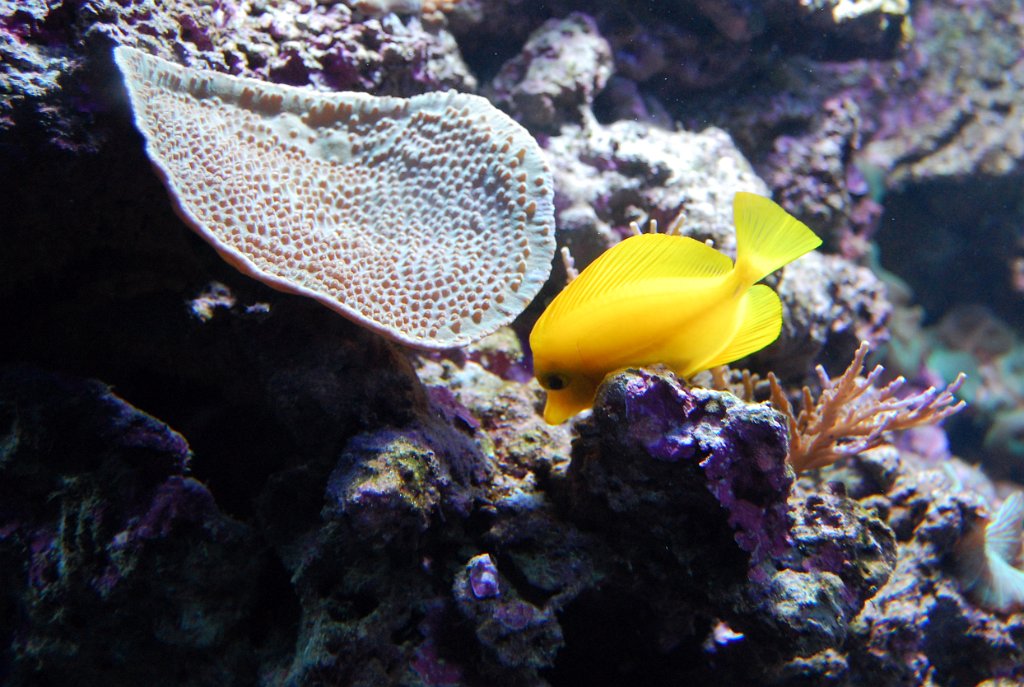 Universeum_12