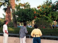 omgivning015  Apelsinträd