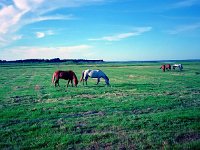 12  Hästar på bete