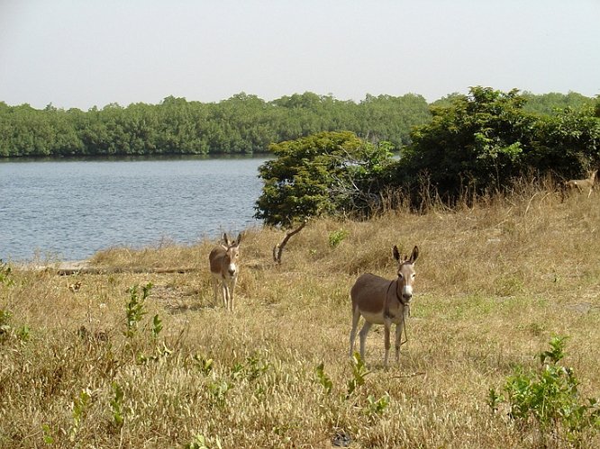 Senegal 09