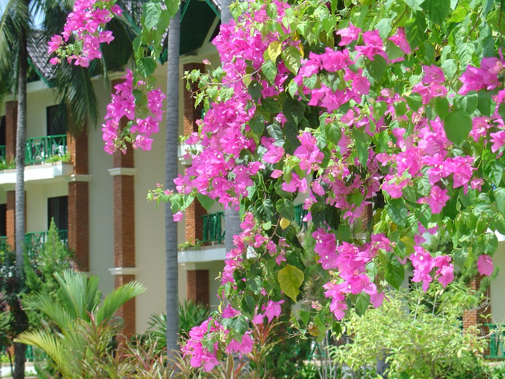 Duangjitt Resort 070