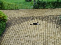 Duangjitt Resort 081