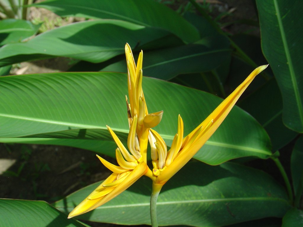 Nationalparken Kaho Sok 029