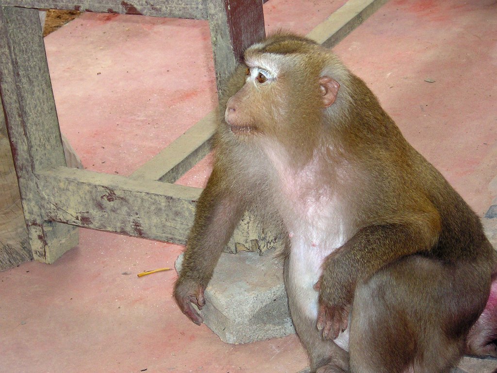 Nationalparken Kaho Sok 043