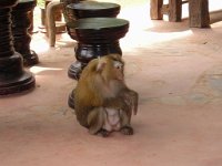 Nationalparken Kaho Sok 042