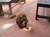 Nationalparken Kaho Sok 044