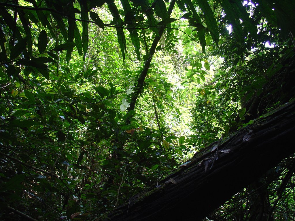 Djungelvandring Kaho Sok 004