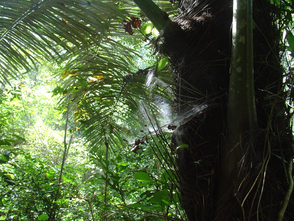 Djungelvandring Kaho Sok 007