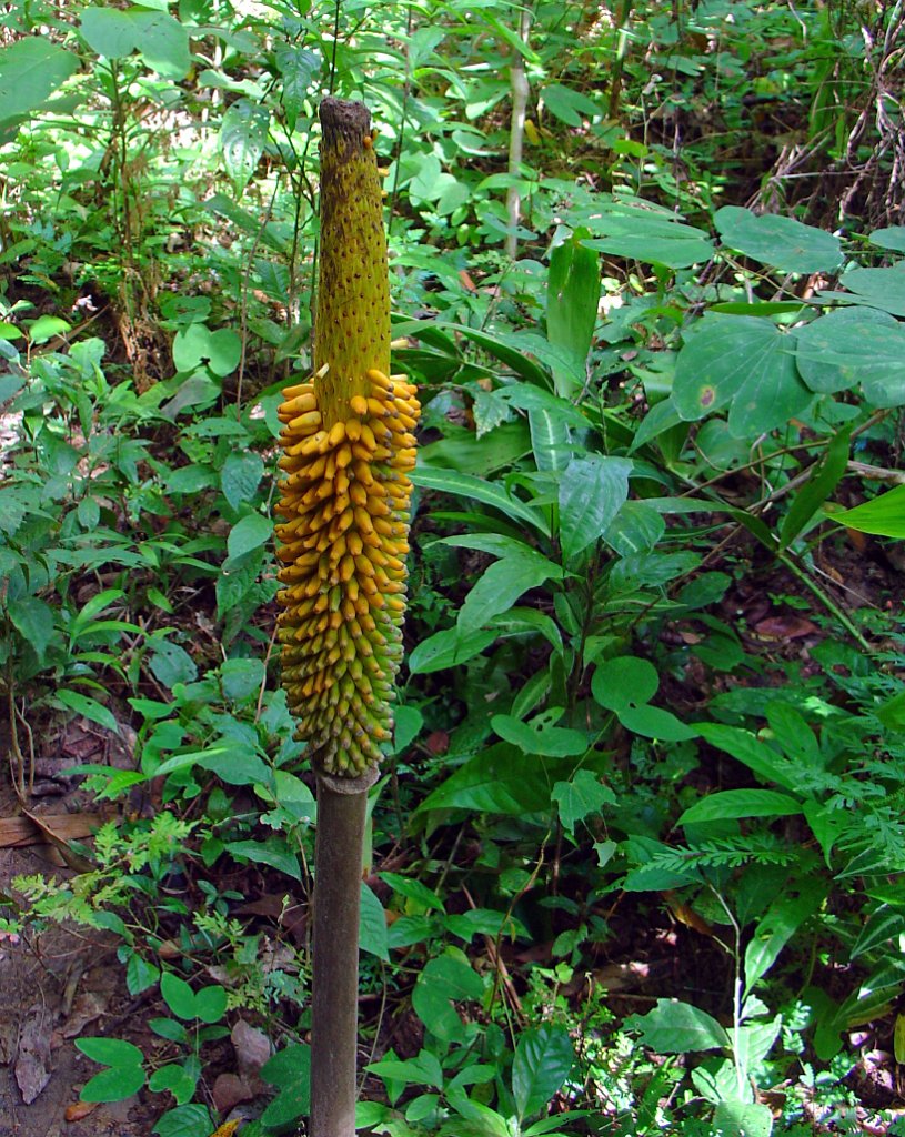 Djungelvandring Kaho Sok 010