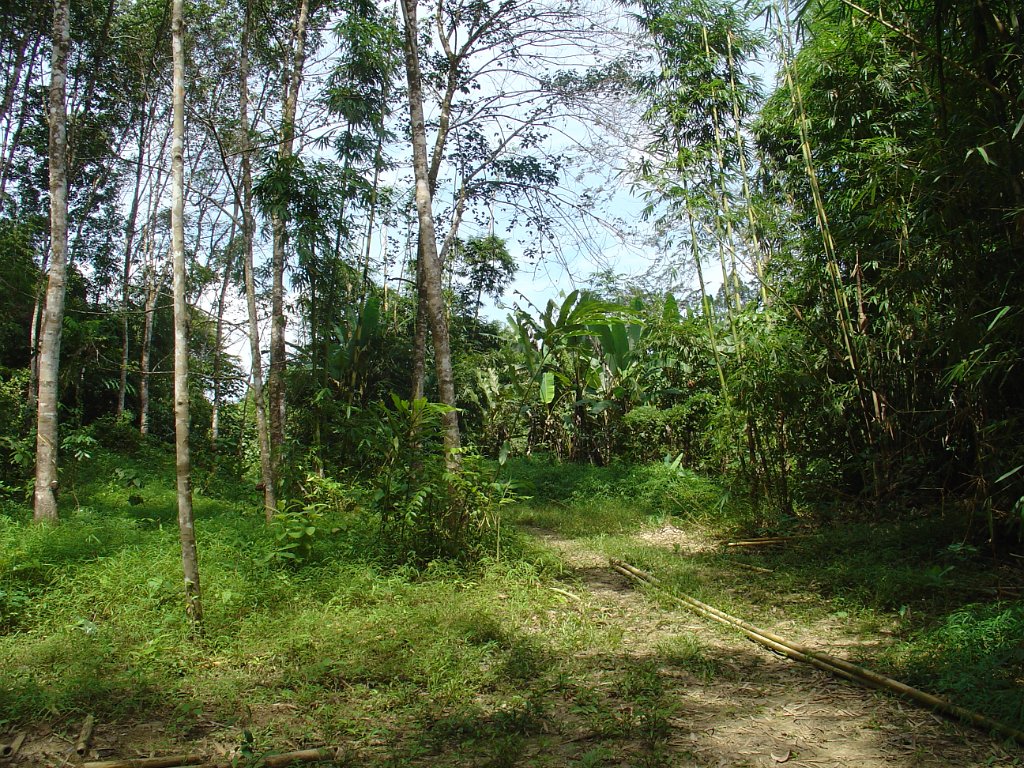 Djungelvandring Kaho Sok 012