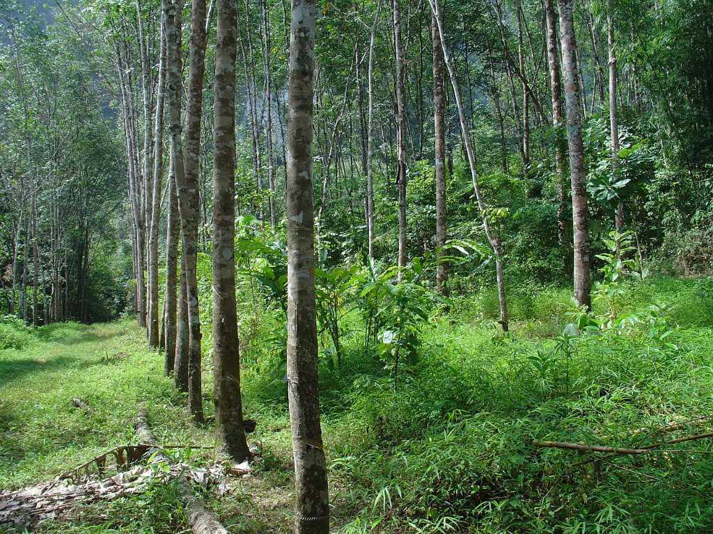 Djungelvandring Kaho Sok 013