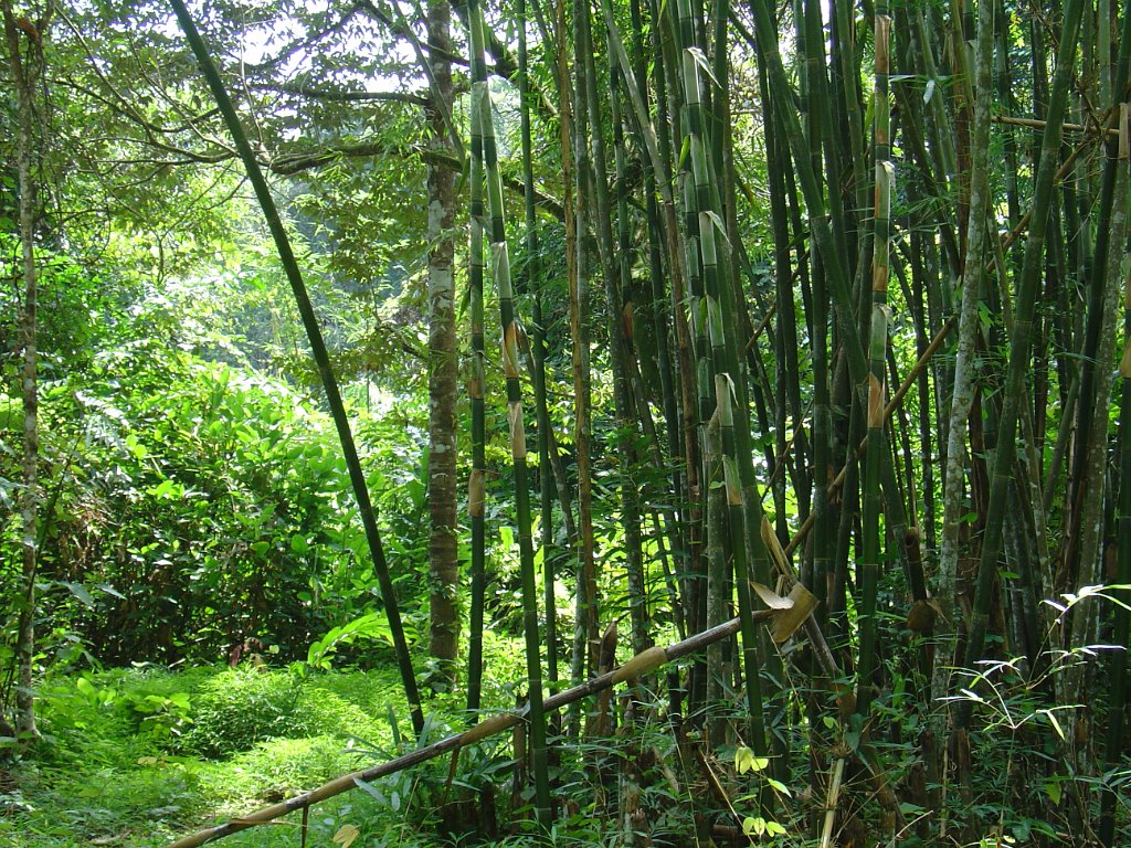 Djungelvandring Kaho Sok 014