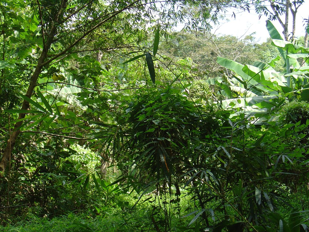 Djungelvandring Kaho Sok 015