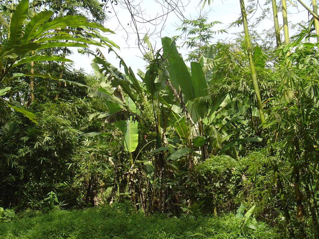 Djungelvandring Kaho Sok 016