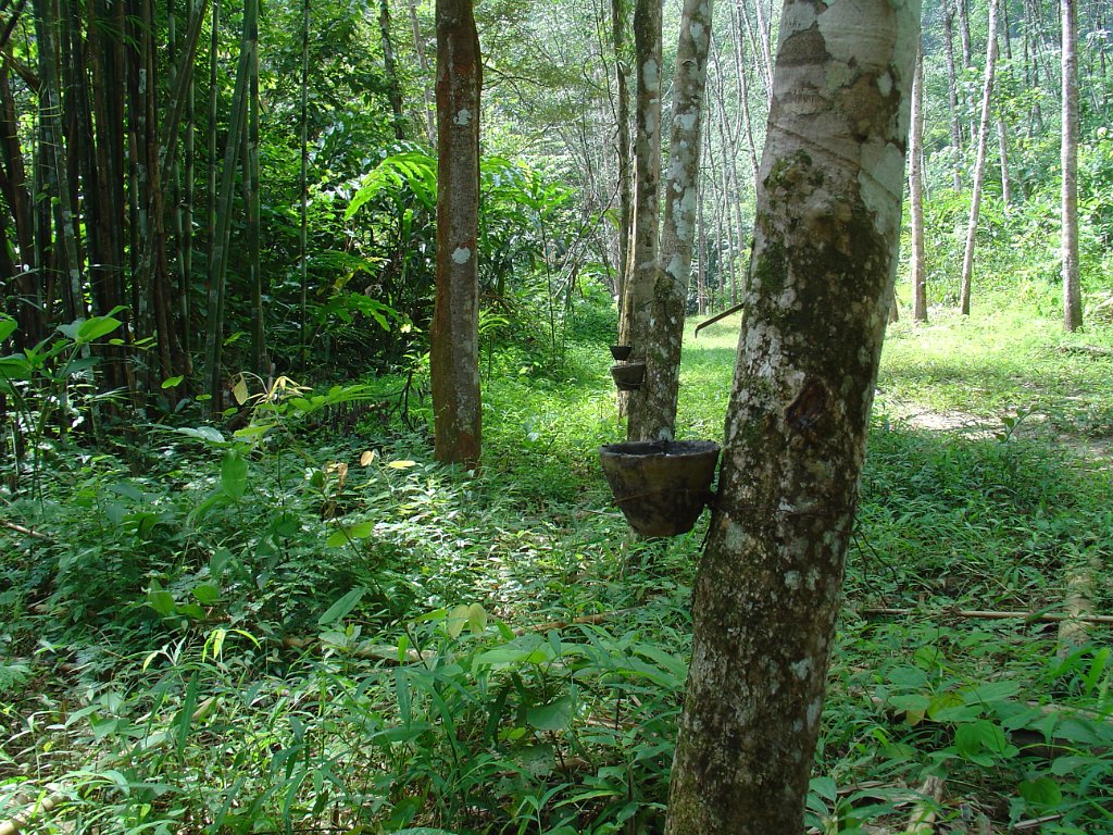 Djungelvandring Kaho Sok 017