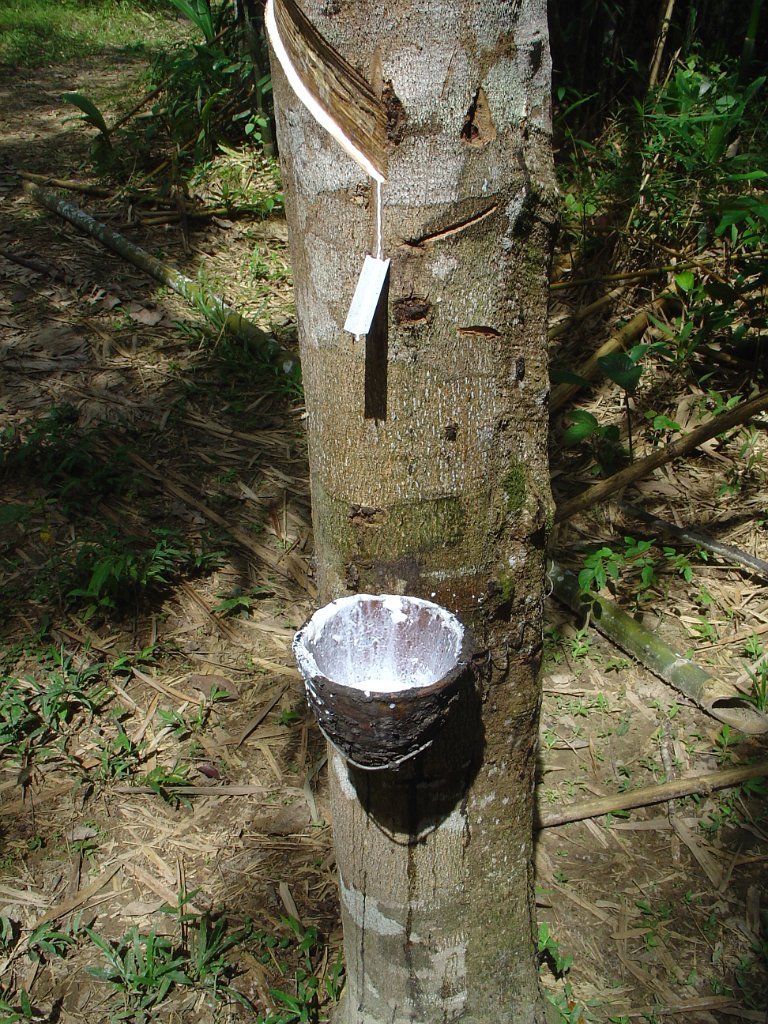 Djungelvandring Kaho Sok 018