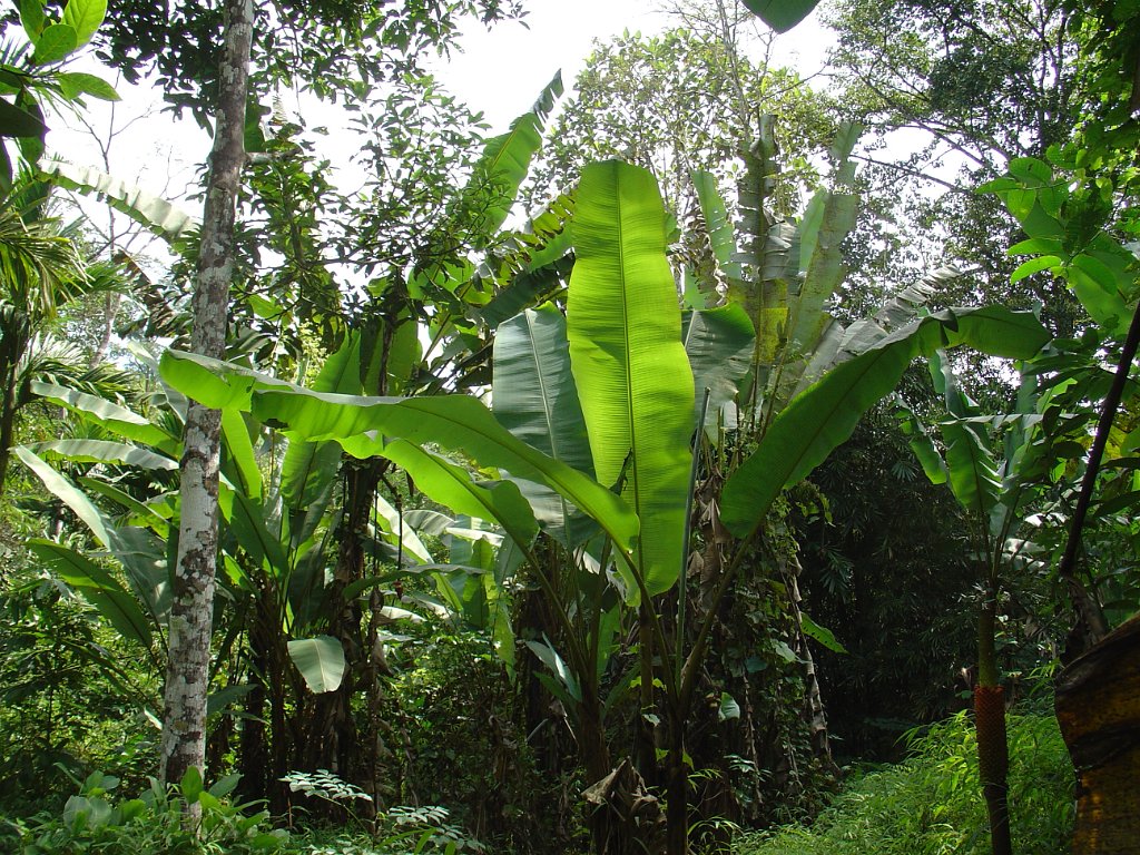 Djungelvandring Kaho Sok 019