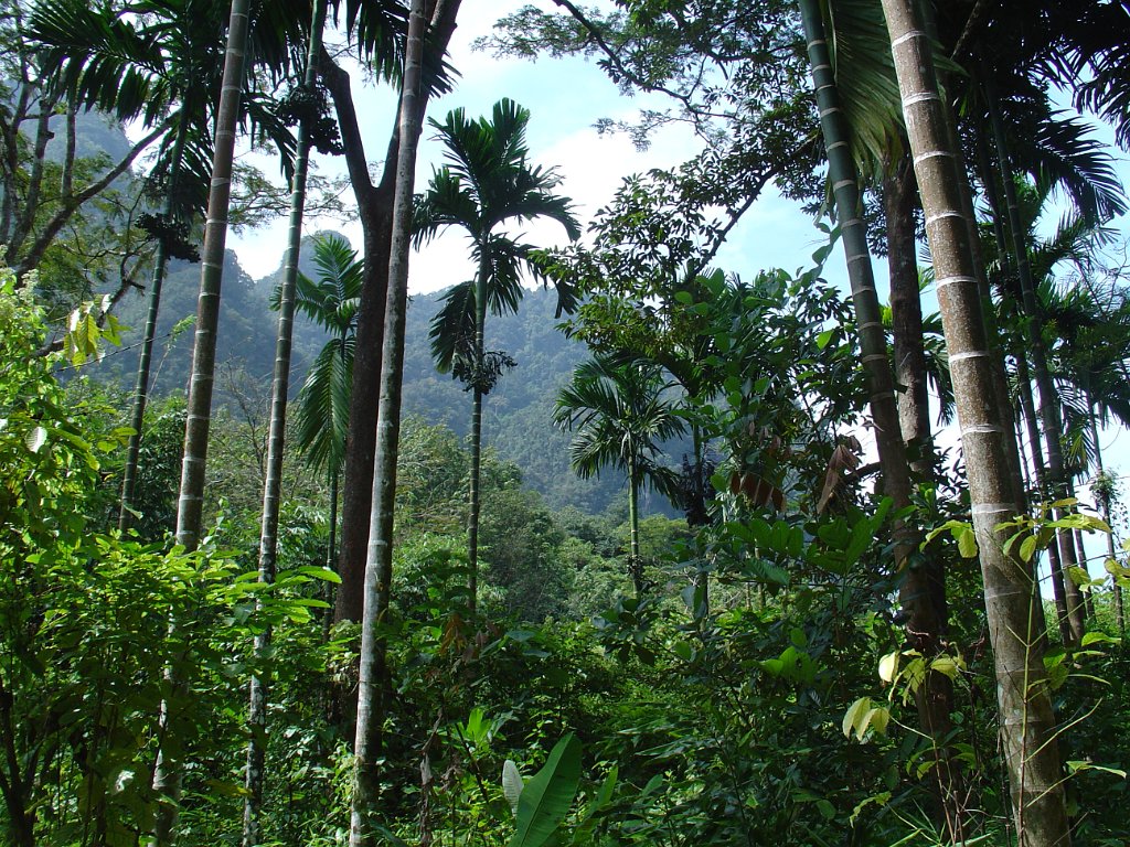 Djungelvandring Kaho Sok 021