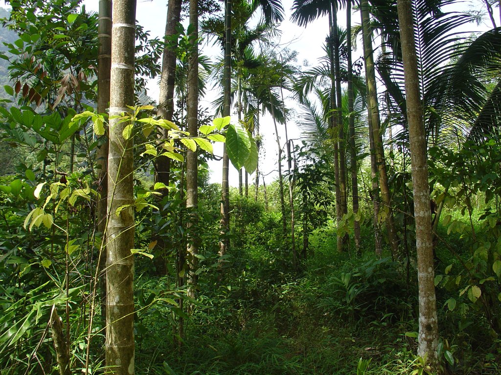 Djungelvandring Kaho Sok 022