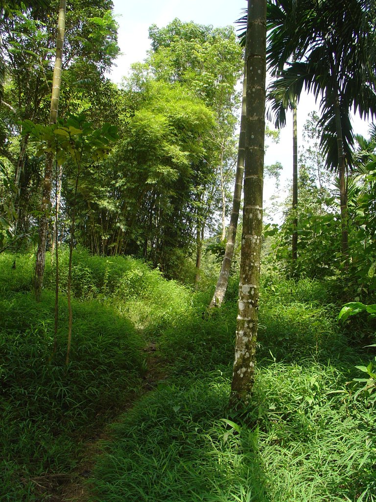 Djungelvandring Kaho Sok 023