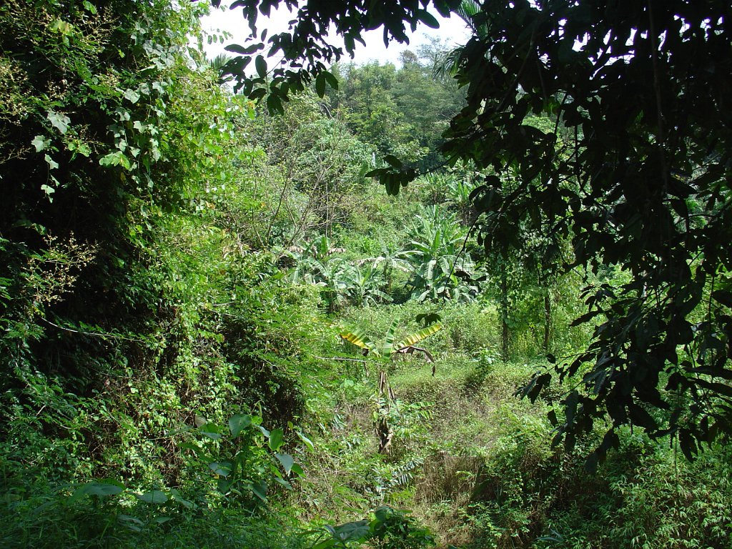 Djungelvandring Kaho Sok 028