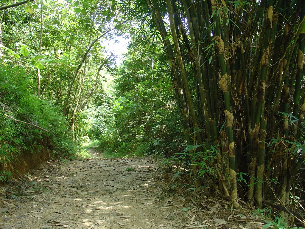 Djungelvandring Kaho Sok 035