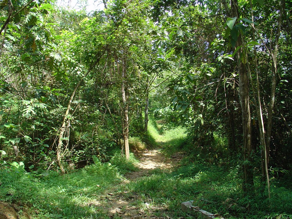 Djungelvandring Kaho Sok 037