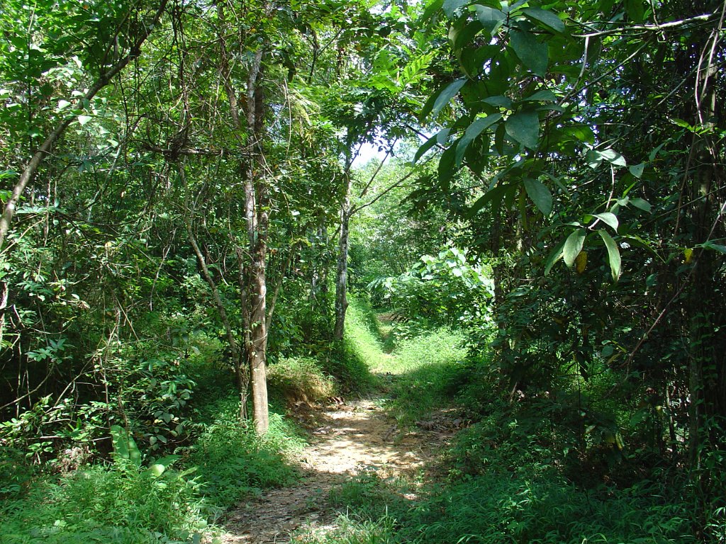 Djungelvandring Kaho Sok 038