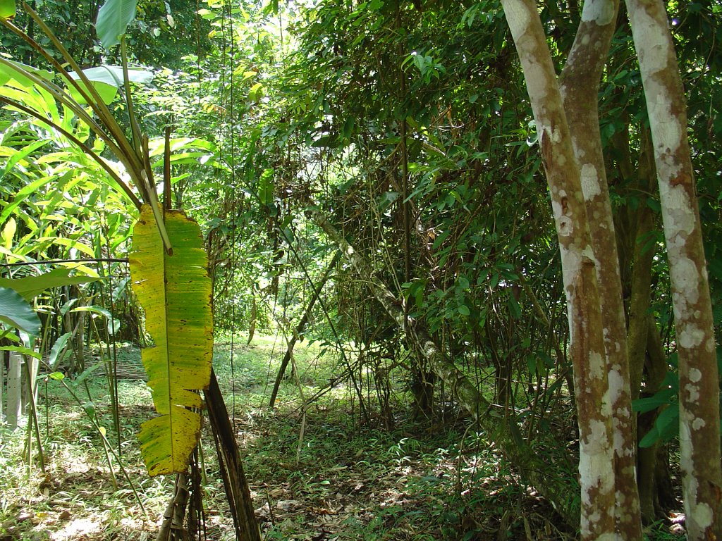 Djungelvandring Kaho Sok 040