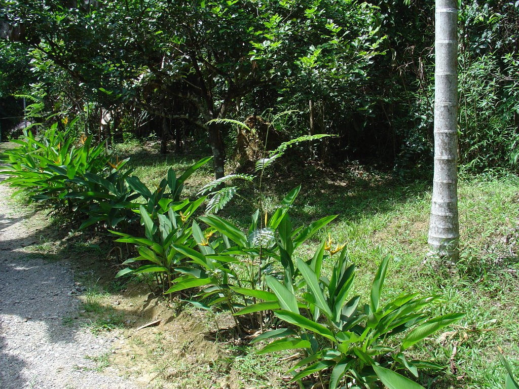 Djungelvandring Kaho Sok 043