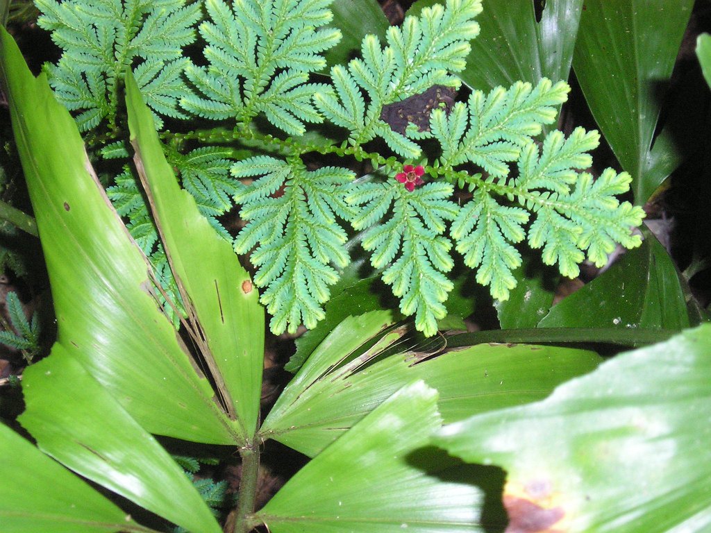 Djungelvandring Kaho Sok 048