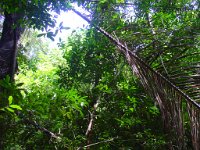 Djungelvandring Kaho Sok 005