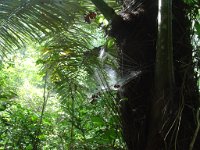 Djungelvandring Kaho Sok 007