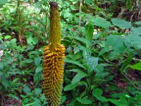 Djungelvandring Kaho Sok 010